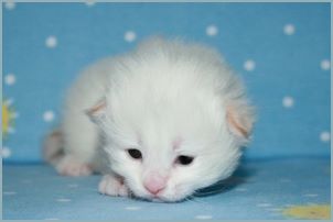 Male Siberian Kitten from Deedlebug Siberians